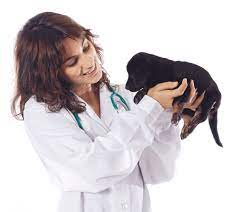 formation auxiliaire vétérinaire