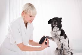formation assistant vétérinaire
